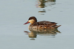Anas erythrorhyncha