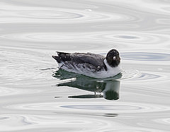 Synthliboramphus antiquus