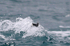 Synthliboramphus wumizusume