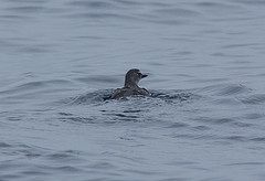 Ptychoramphus aleuticus