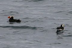 Fratercula corniculata