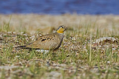 Syrrhaptes tibetanus