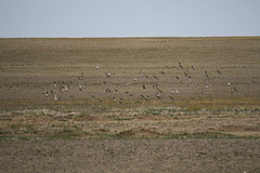 Syrrhaptes paradoxus