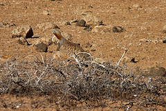 Pterocles orientalis