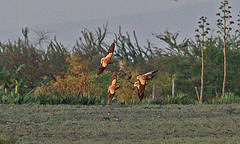 Pterocles personatus