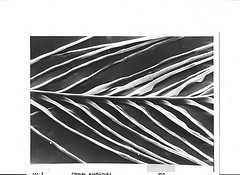 Pterocles quadricinctus