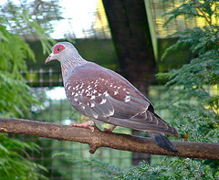 Columba guinea