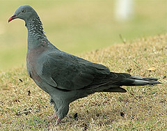 Columba trocaz