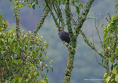 Columba arquatrix