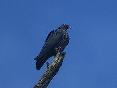 Columba sjostedti