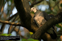 Columba pulchricollis