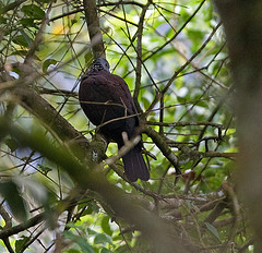Columba elphinstonii