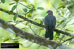 Columba torringtoniae