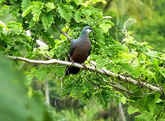 Columba vitiensis