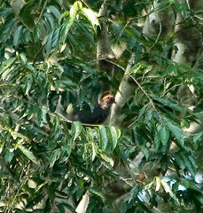 Columba iriditorques