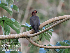 Patagioenas squamosa