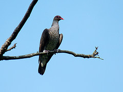 Patagioenas speciosa