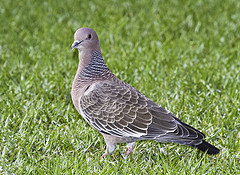 Patagioenas picazuro