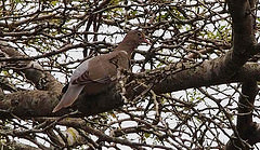 Patagioenas corensis