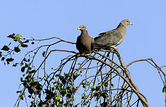 Patagioenas fasciata