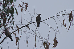 Patagioenas araucana