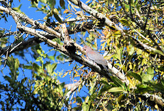 Patagioenas flavirostris