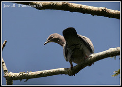 Patagioenas inornata