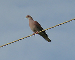 Patagioenas subvinacea