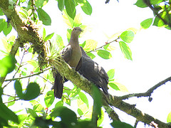 Patagioenas nigrirostris