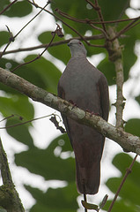 Patagioenas goodsoni