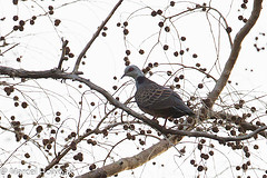 Streptopelia hypopyrrha