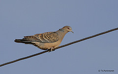 Streptopelia orientalis