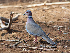 Streptopelia bitorquata