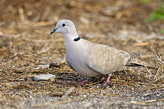 Streptopelia decaocto