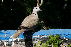 Streptopelia roseogrisea