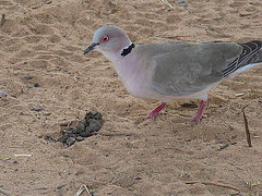 Streptopelia decipiens