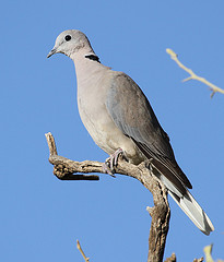 Streptopelia capicola