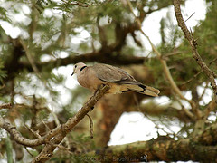 Streptopelia vinacea