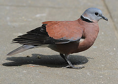 Streptopelia tranquebarica