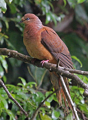 Macropygia amboinensis