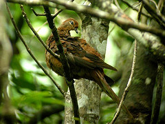 Macropygia phasianella