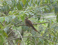 Macropygia nigrirostris