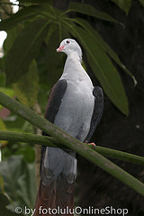 Reinwardtoena reinwardti