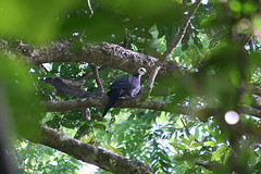 Turacoena manadensis