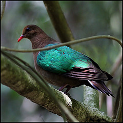 Chalcophaps longirostris