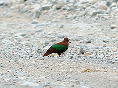 Chalcophaps stephani