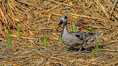Marmaronetta angustirostris