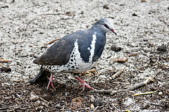 Leucosarcia melanoleuca