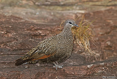 Petrophassa rufipennis