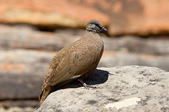 Petrophassa albipennis